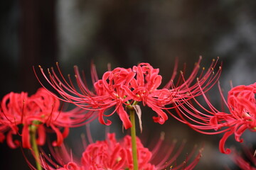日本の寺院に咲く彼岸花