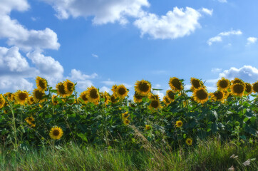 Sunflowers