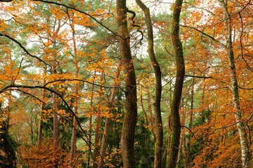Autumn forest with sun rays. Autumn trees with orange and yellow foliage.Autumn beautiful nature landscape. autumn nature wallpaper