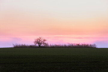 sunset over the field
