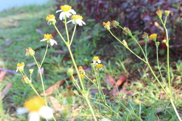 Obraz premium Bellis Perennis in spring meadow. Field of daisy flowers.