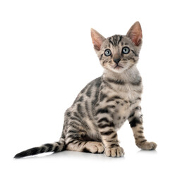 bengal kitten in studio