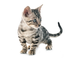 bengal kitten in studio