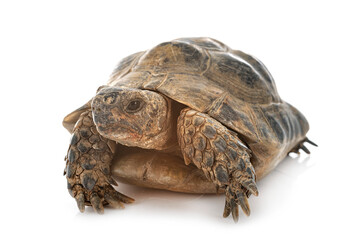 Greek tortoise in studio