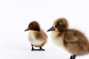 Little brown duckling on a white background, khaki Campbell.