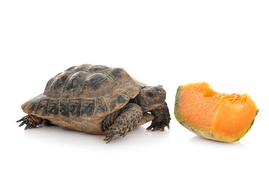 Obraz premium Greek tortoise in studio