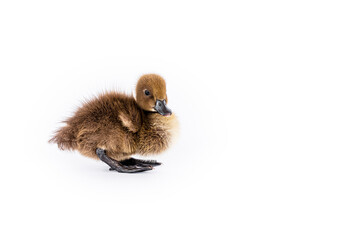 Little brown duckling on a white background, khaki Campbell.