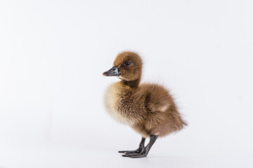 Little brown duckling on a white background, khaki Campbell.