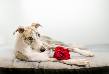 trauernder Whippet liegt neben einer roten Rose allein auf der Couch
