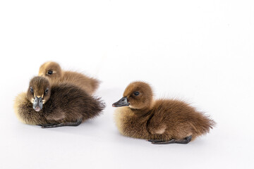 Little brown duckling on a white background, khaki Campbell.