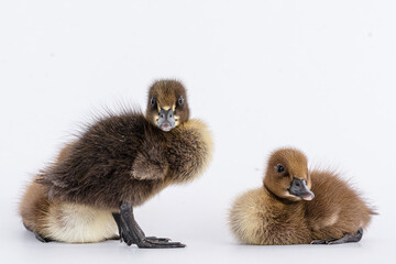 Little brown duckling on a white background, khaki Campbell.