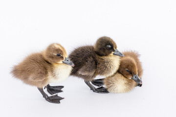 Little brown duckling on a white background, khaki Campbell.