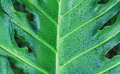 Closeup of large philodendron leaf freshly wet after a rain, with soft lighting, shallow depth of field and selective focus