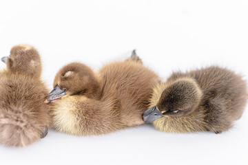 Little brown duckling on a white background, khaki Campbell.