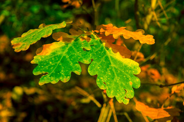 Autumn yellow leaves hanging on oak tree in autumn park