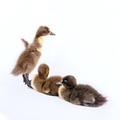 Little brown duckling on a white background, khaki Campbell.