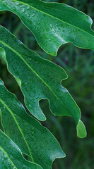 Closeup of large philodendron leaf freshly wet after a rain, with soft lighting, shallow depth of field and selective focus