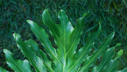 Closeup of large philodendron leaf freshly wet after a rain, with soft lighting, shallow depth of field and selective focus