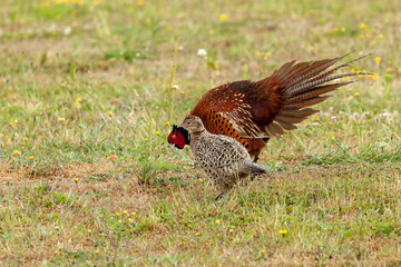 Fototapeta premium Pheasant courtship and mating ritual display 03