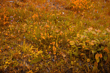 admiring the beautifully smelling colorful flowers