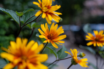 NYC Flowers - Urban Street