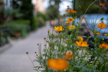 Black Eyed Susan - NYC Street