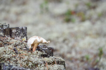Strange mushroom growing on pine stump in the forest.