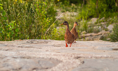 Na zdjęciu para dzikich kaczek przechadzająca się po ich ulubionym terenie.