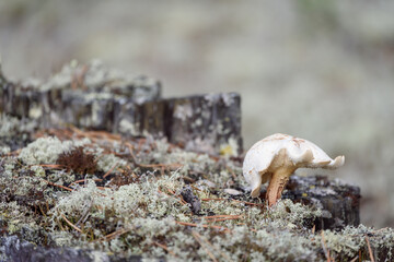 Strange mushroom growing on pine stump in the forest.