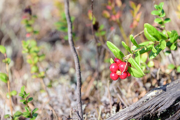 Ripe lingonberry growing on bush in taiga forest ready for harvest.
