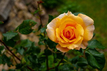 admiring the beautifully smelling colorful flowers
