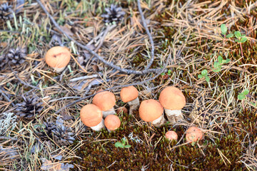 Group of edible boletus edulis with red hat grows on white moss on summer day in the forest.