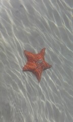 STAR BEACH.  BOCAS DEL TORO. PANAMA