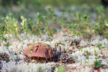 Edible boletus with red hat and thick leg collected by mushroom picker on white moss in pine forest.