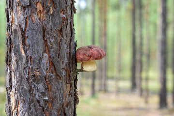 Small boletus with red hat and thick leg on tree knot in the forest.