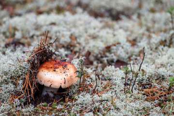 Russula mushroom with brittle hat grows on moss in pine forest on summer day.