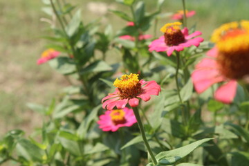 red and yellow Zinnia flowers in lake
