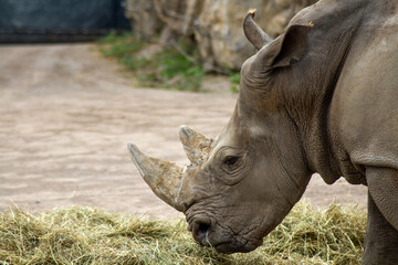 Obraz premium rhinocéros debout dans un parc animalier