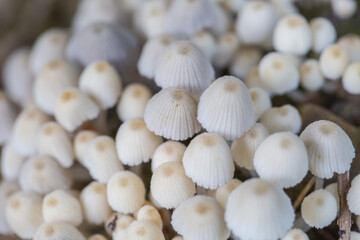 Fototapeta na wymiar Close-up of fresh mushrooms growing outdoors after rain 