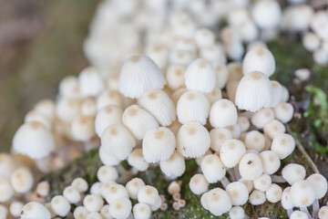 Obraz na płótnie Canvas Close-up of fresh mushrooms growing outdoors after rain 