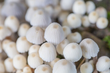 Fototapeta na wymiar Close-up of fresh mushrooms growing outdoors after rain 