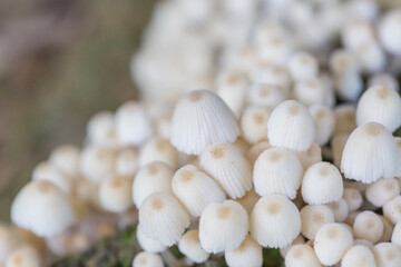 Close-up of fresh mushrooms growing outdoors after rain
