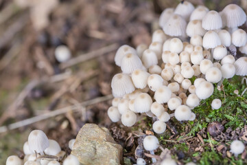 Close-up of fresh mushrooms growing outdoors after rain
