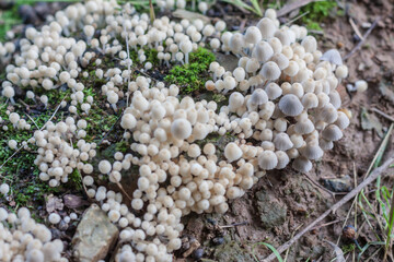 Close-up of fresh mushrooms growing outdoors after rain
