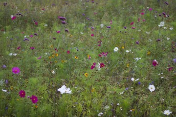 Summer background showing wildflowers in pink white and assorted colours