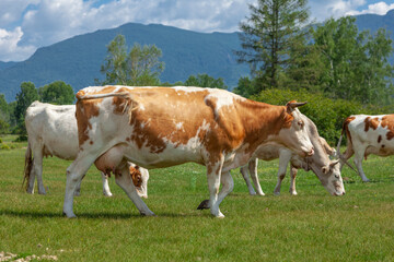 Fototapeta na wymiar A group of orange and white cows standing upright together in a green meadow under a cloudy blue sky and a faraway straight horizon with mountains.