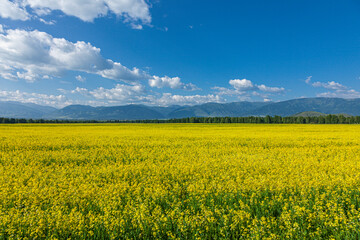 Obraz premium Bright yellow rapeseed field against the backdrop of picturesque mountains and blue sky.