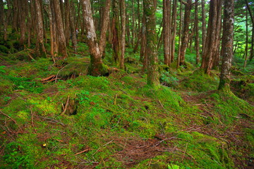 白駒の池苔の森（北八ヶ岳）