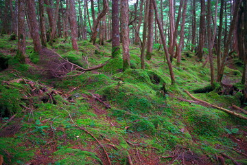 白駒の池苔の森（北八ヶ岳）