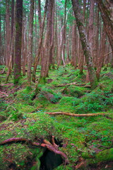 白駒の池苔の森（北八ヶ岳）
